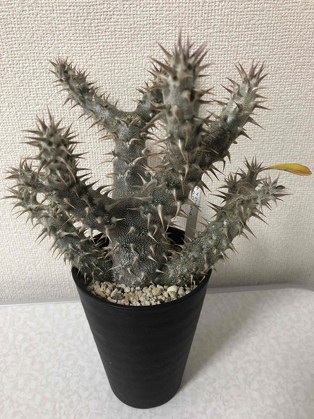 パキポディウム デンシフローラム現地球（種取り可能な充実株  