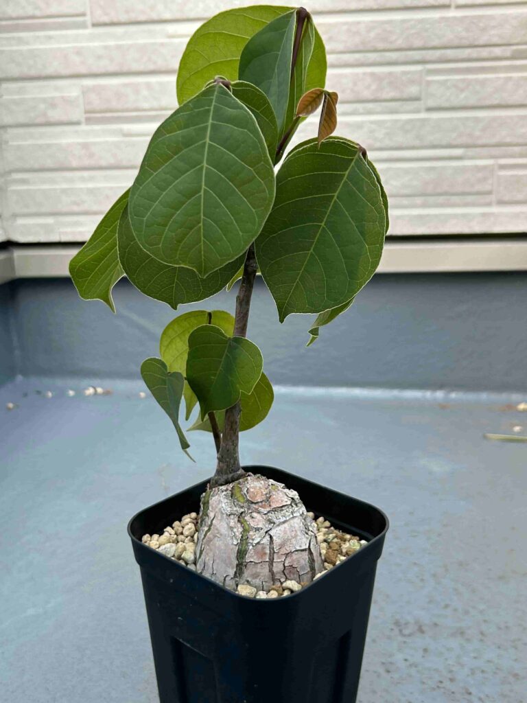 東京505ボンバックス　エリプティクム　充実極美株　新芽展開が見たい方は一度すべての葉をカットしてもう一度見れば良いです。 観葉植物 プセンド ボンバックス エリプティクム 4号 選べる樹形 現品