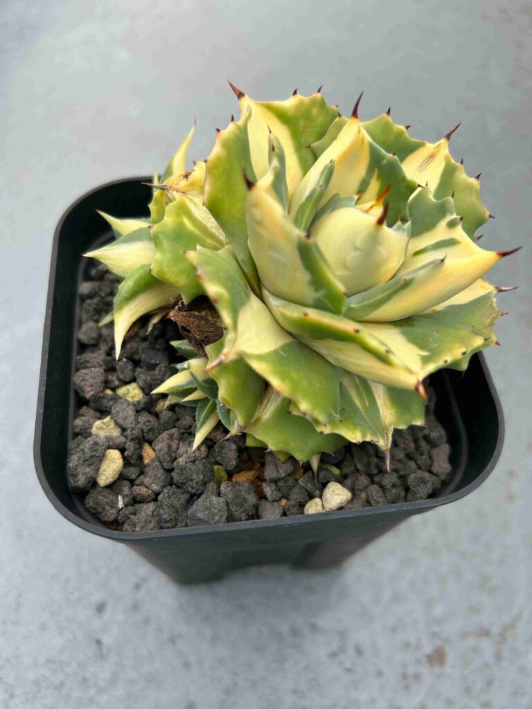 アガベ チタノタ 黄中斑 縞斑 キメ細かい 