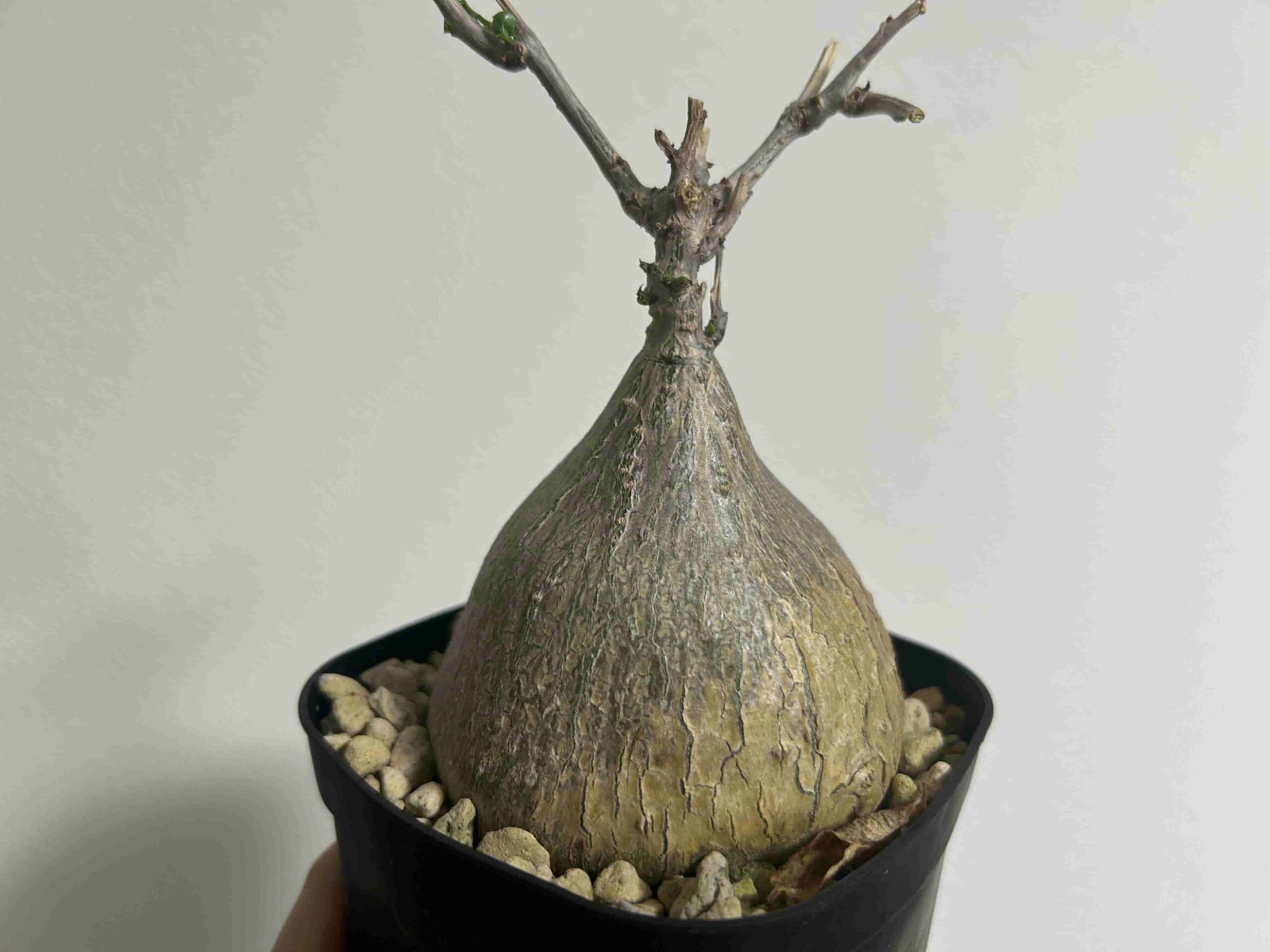 落葉中セール　【塊根植物】ゲラルダンサス マクロリザス　「眠り布袋」 ゲラルダンサス ：マクロリザス（眠り布袋）2.5号鉢植え の通販
