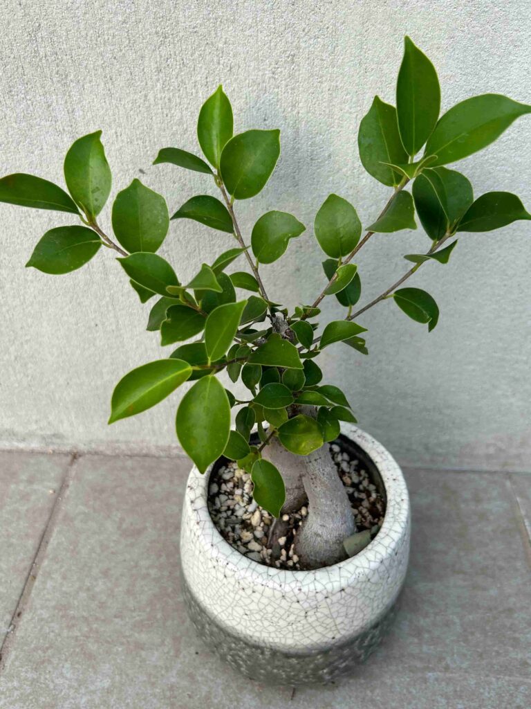 ガジュマル（Ficus microcarpa）の成長記録＆育て方（更新中） | 緑の日記