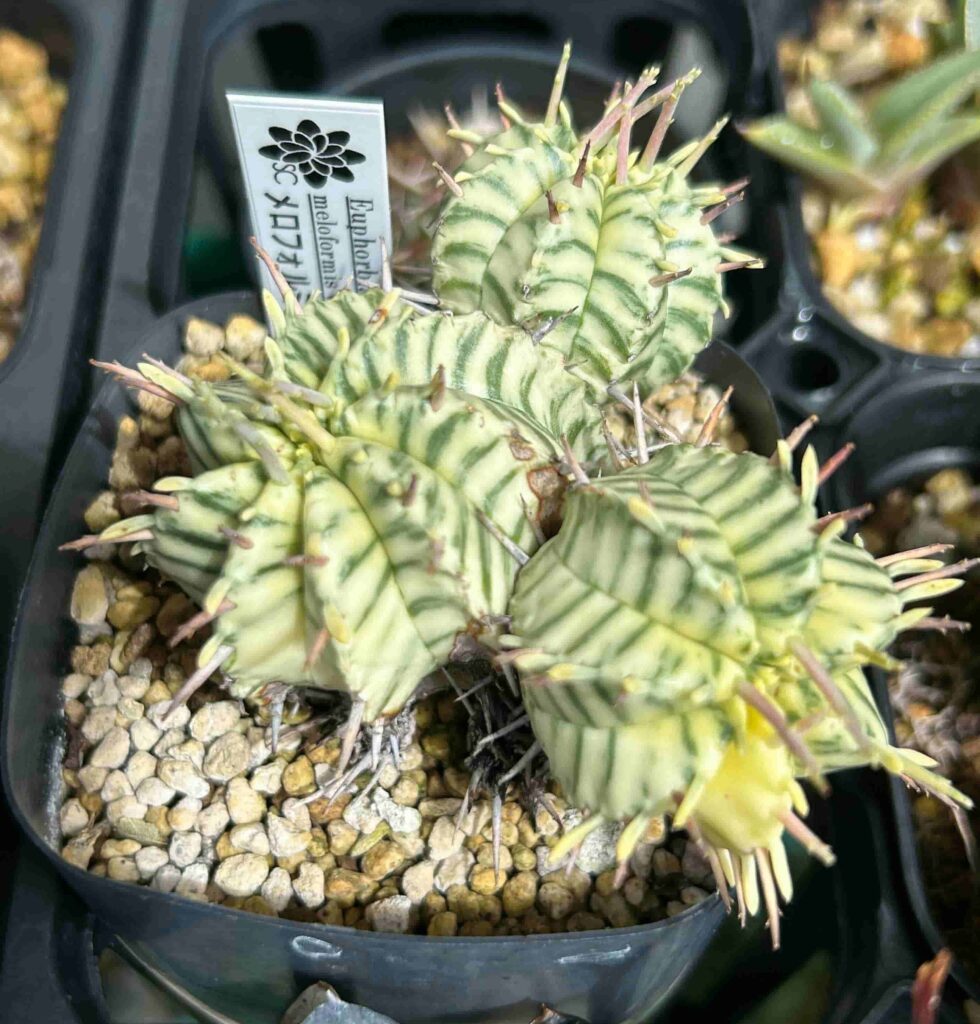 ＫＮ　ユーフォルビア(トウダイグサ属）　メロフォルミス　ハイブリッド　‘バリエゲイテッド‘　２鉢出品　　0.8Ｍ以下 ＫＮ ユーフォルビア(トウダイグサ属） メロフォルミス \u0027バリエゲイ