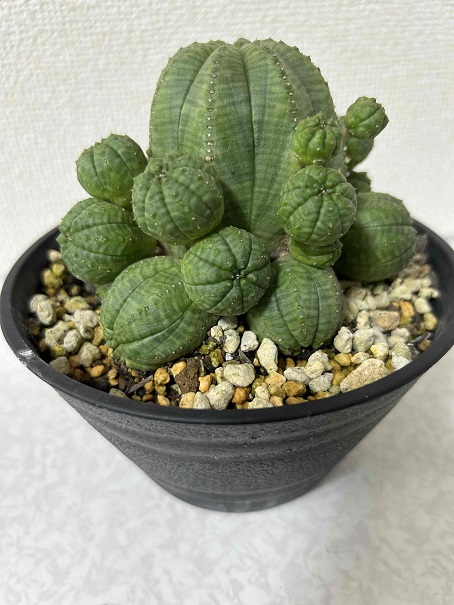 ユーフォルビア・シンメトリカ（子吹き）の育て方・成長記録（継続更新  