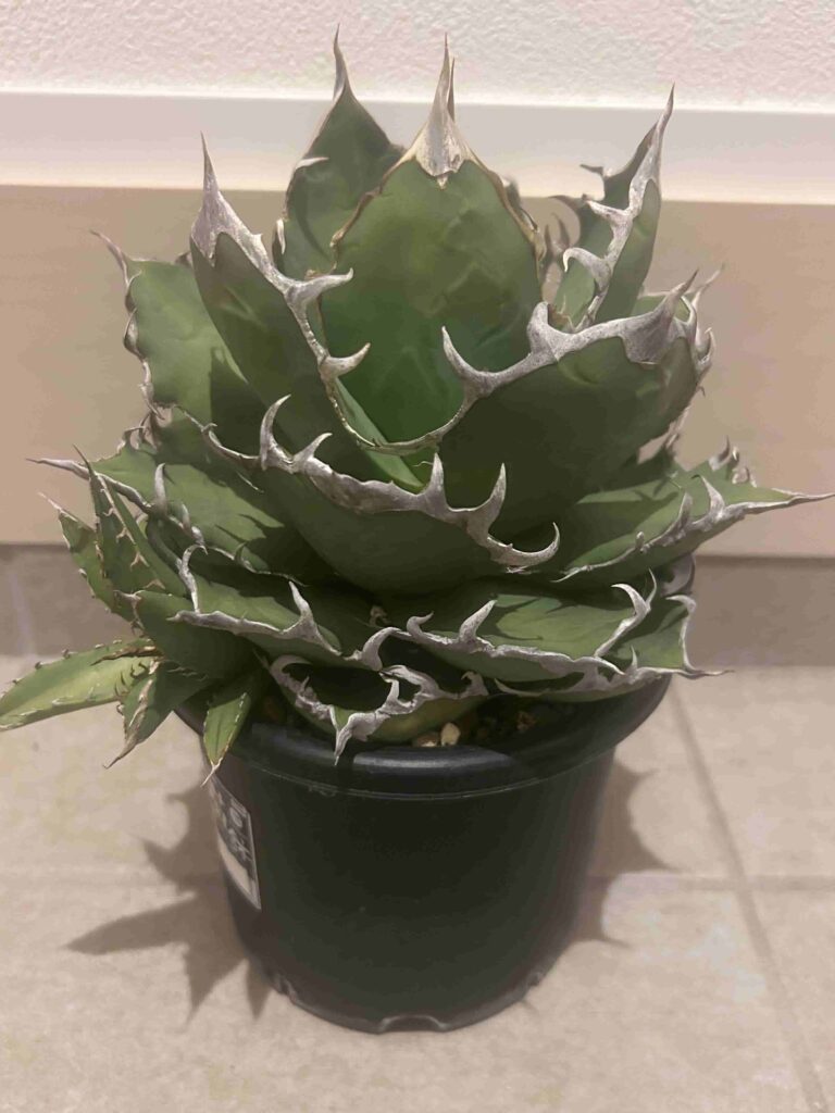 うのこ様専用 チタノタ シーザー凱撒 No.6 Sランク アガベ シーザー(凱撒) 1号｜やっぱり育てやすくカッコ良い | トゲラボ