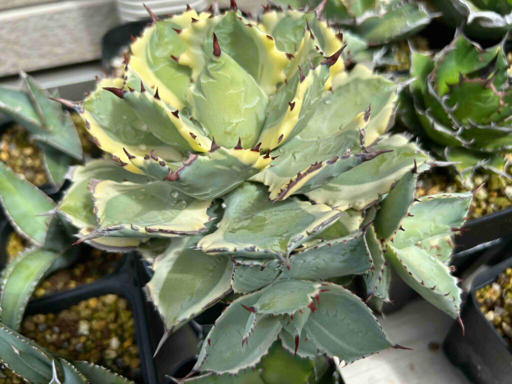 直径約40㎝の大きなカブトガニ イシスメンシス(日焼け跡あり)。アガベ サボテン 多肉植物 現品・現物 アガベ イシスメンシス　アガベ・カブトガニ・ニシキ　アガベ・兜蟹錦　斑入り　8号　３Ｙ番（和名：雷帝・カブトガニ） | 松や植物園　 支店