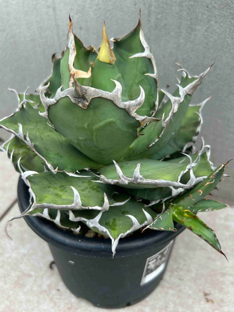 うのこ様専用 チタノタ シーザー凱撒 No.6 Sランク アガベ シーザー(凱撒) 1号｜やっぱり育てやすくカッコ良い | トゲラボ