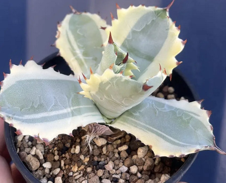 直径約40㎝の大きなカブトガニ イシスメンシス(日焼け跡あり)。アガベ サボテン 多肉植物 現品・現物 アガベ イシスメンシス　アガベ・カブトガニ・ニシキ　アガベ・兜蟹錦　斑入り　8号　３Ｙ番（和名：雷帝・カブトガニ） | 松や植物園　 支店