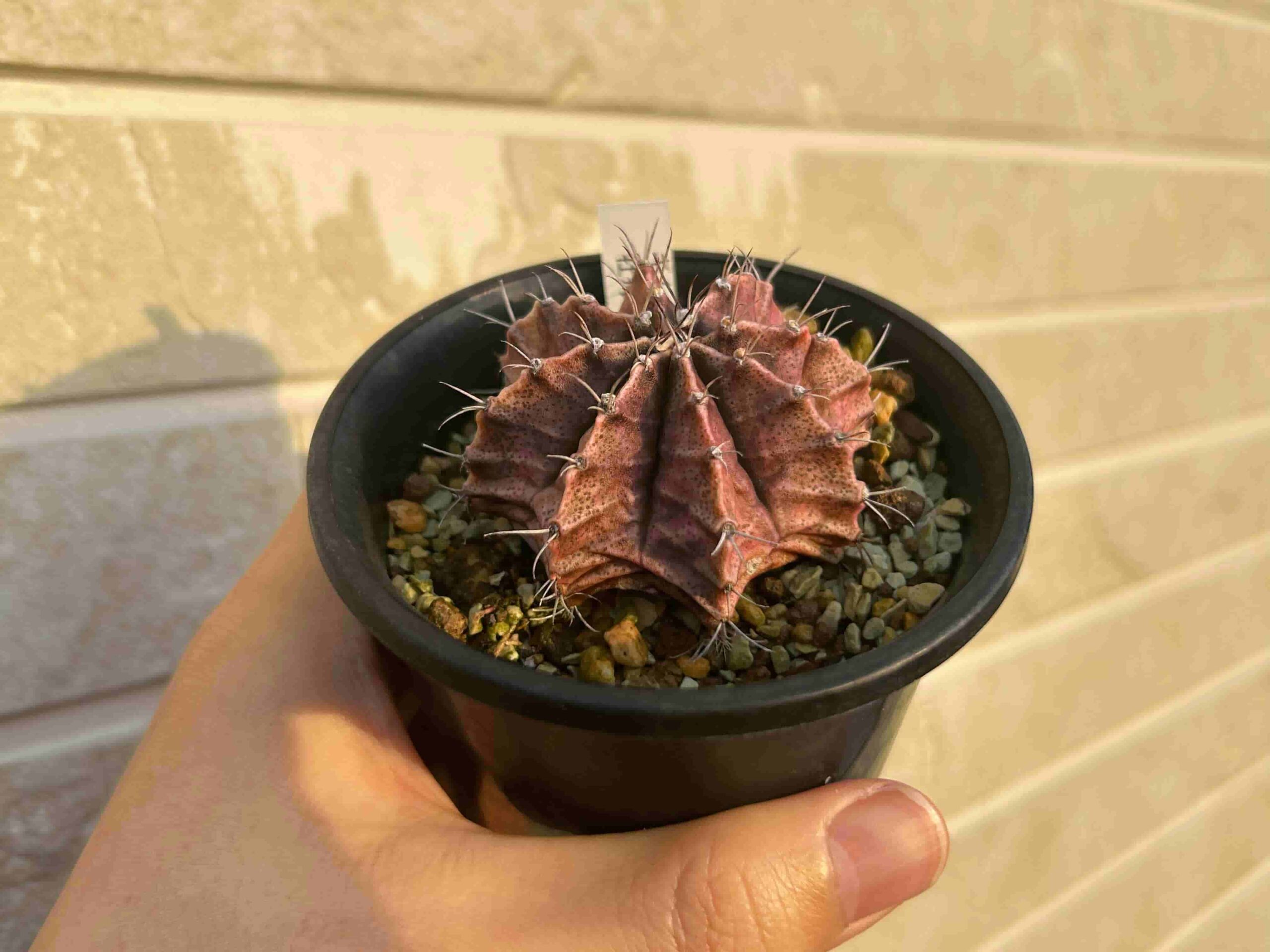 サボテン科「牡丹玉」（ボタンギョク）の成長記録＆育て方（更新中