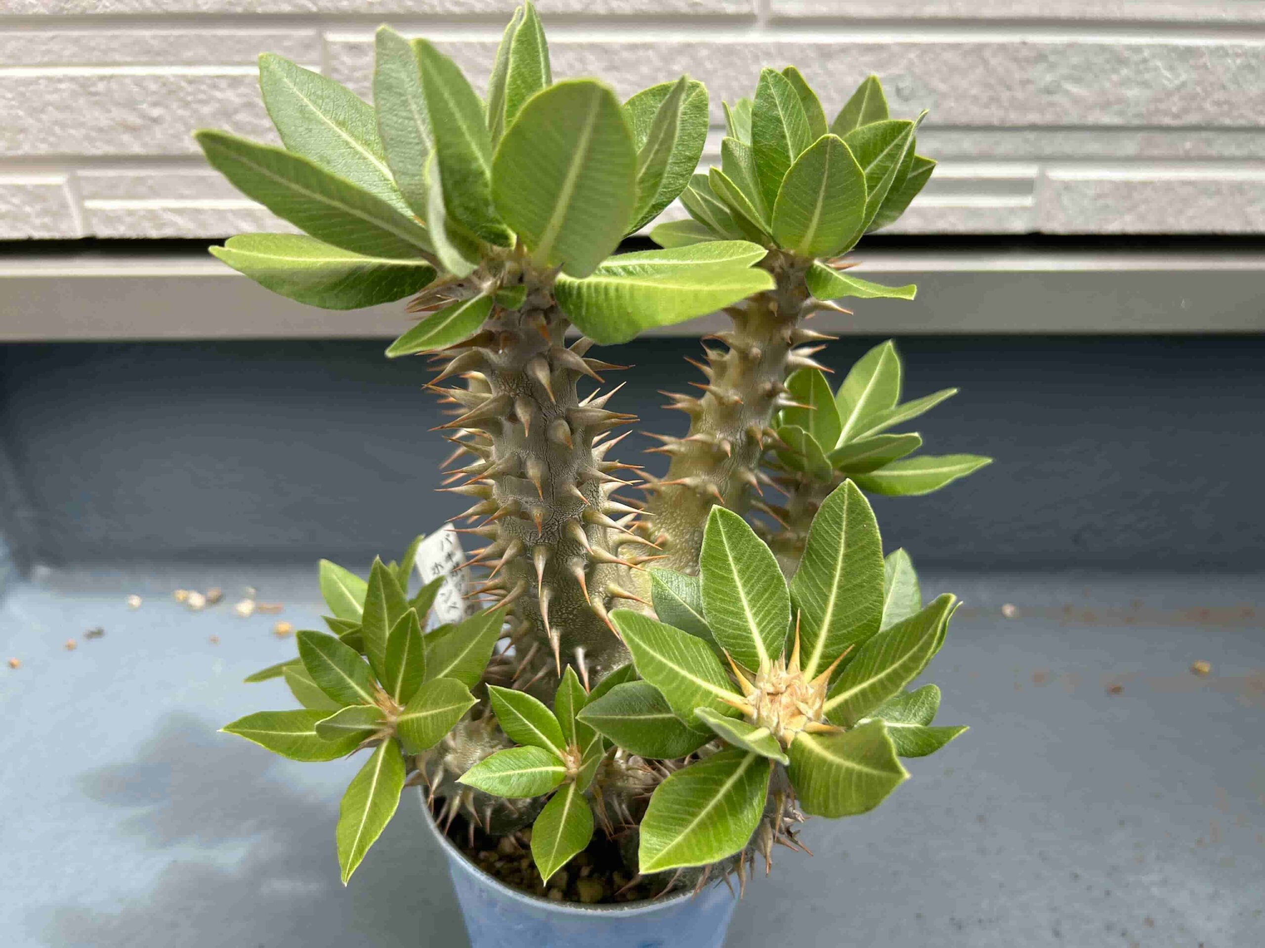 パキポディウム「ホロンベンセ」の成長記録＆育て方（更新中） | 緑の日記