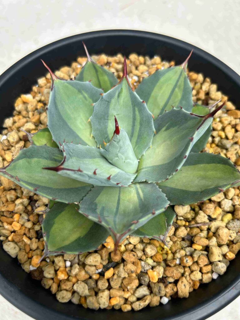 特選株美】吉祥天錦 アガベ パリー ホーチエンシス錦 斑入り Agave  