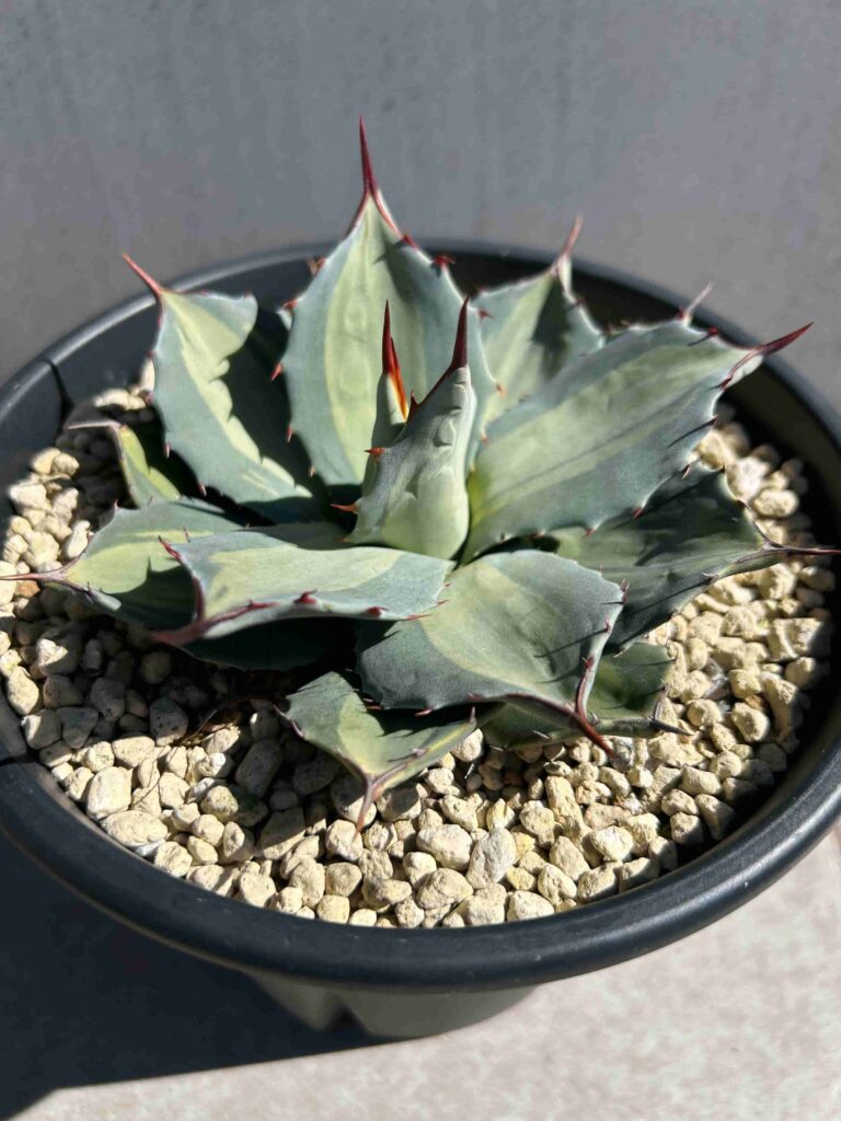 アガベ ー吉祥天 36cm 抜き苗 好 