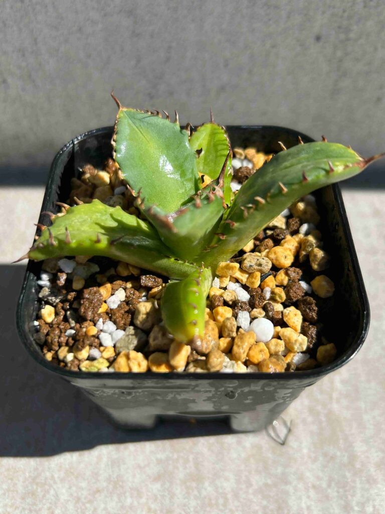 アガベ ハデス胴切り天 コンパクトタイプ（発根済） 焦げつき 