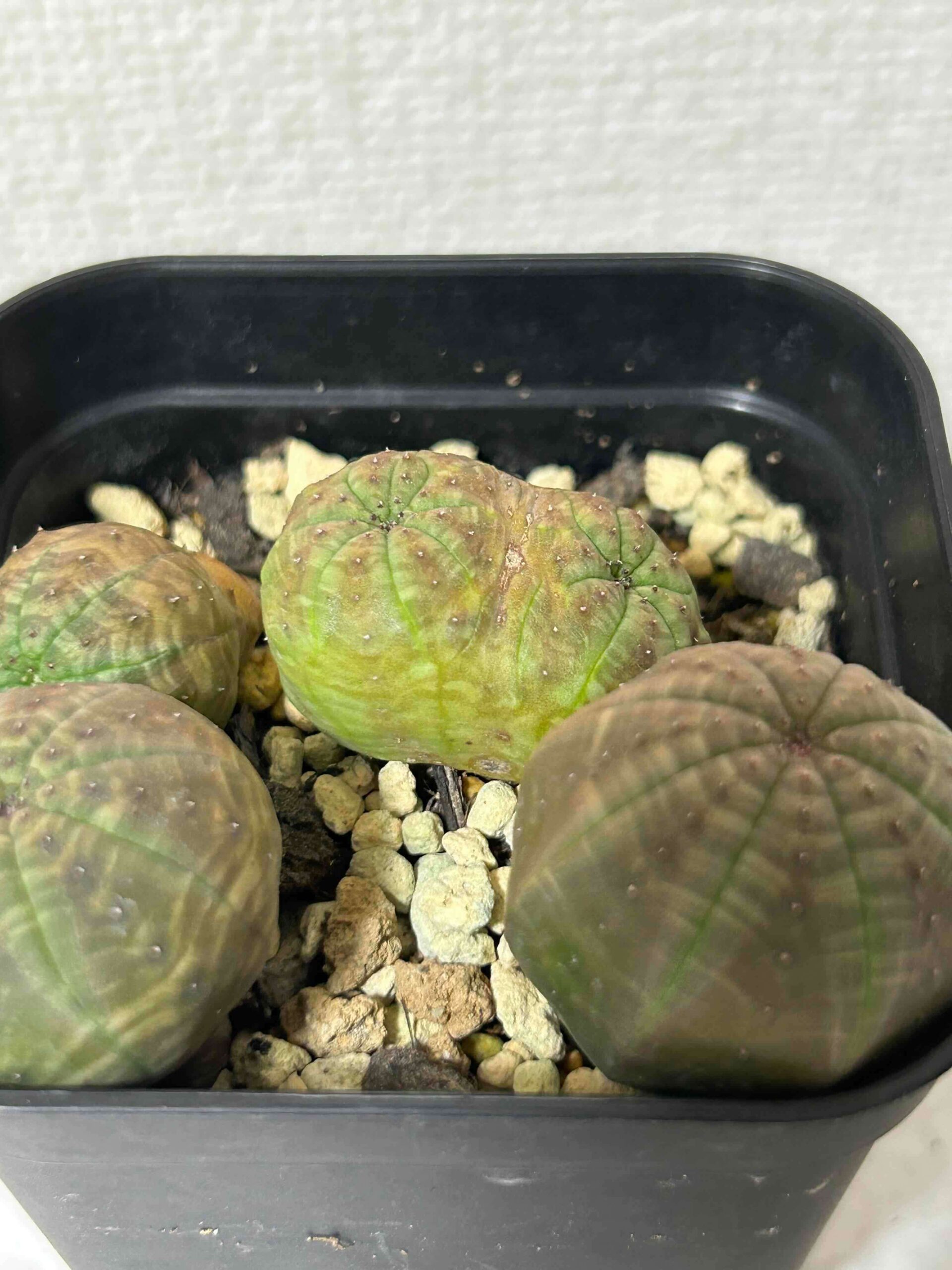 ユーフォルビア「オベサ」（Euphorbia obesa）の成長記録＆育て方