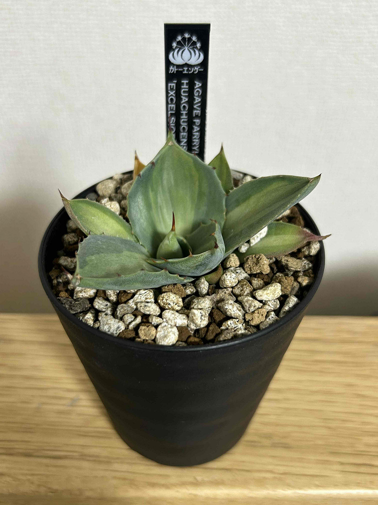 多肉植物 吉祥天錦 パリー ホーチエンシス したっ 小株 10株同梱 