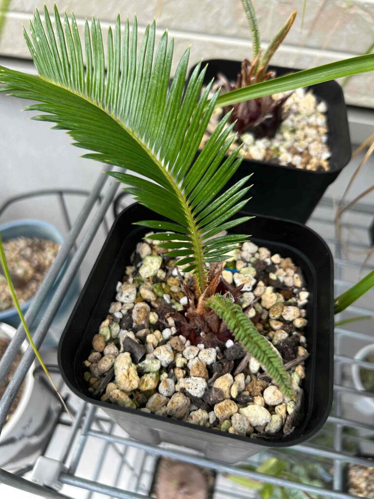 ソテツ」を株分けした後の管理について～植物を増やす方法～ | 緑の日記