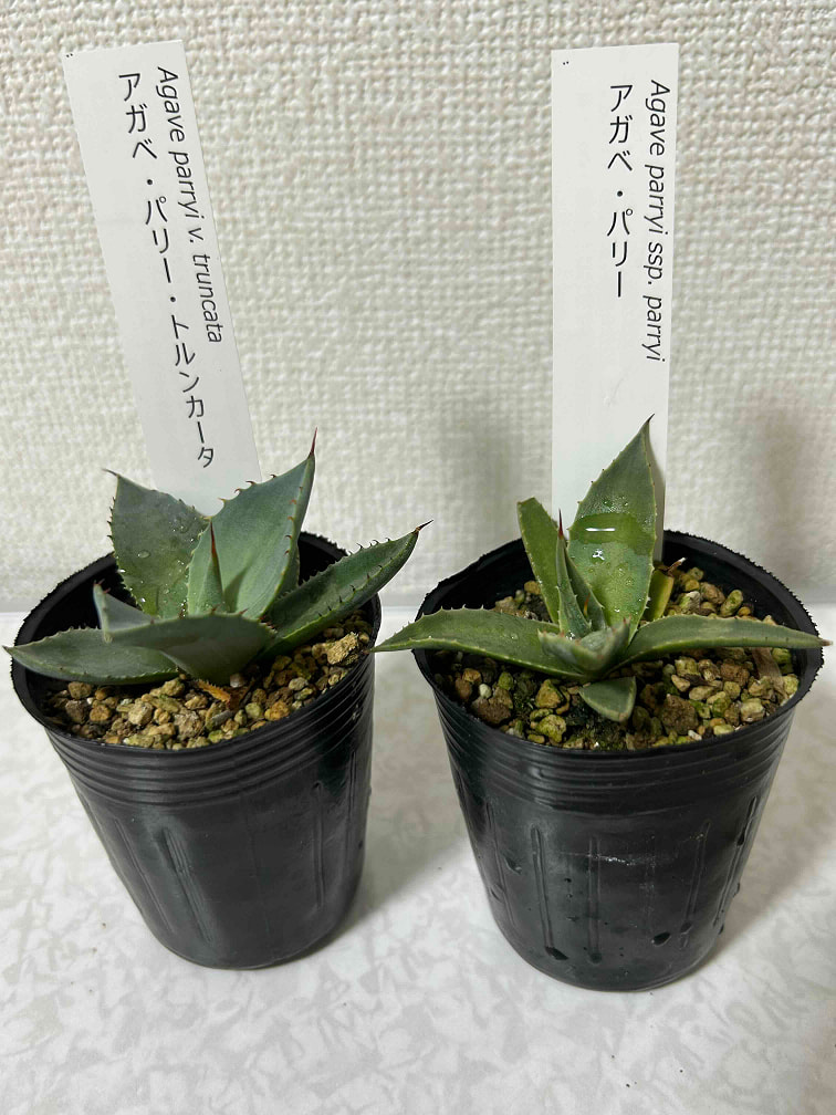 アガベ パリートランカータ 浅鉢仕立て 抜き苗発送 （アガベ「パリー  