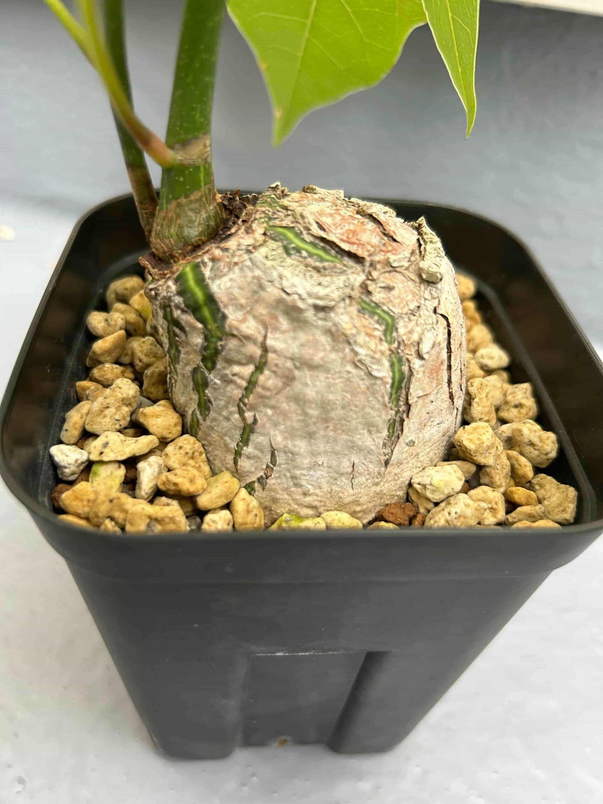 東京505ボンバックス　エリプティクム　充実極美株　新芽展開が見たい方は一度すべての葉をカットしてもう一度見れば良いです。 観葉植物 プセンド ボンバックス エリプティクム 4号 選べる樹形 現品