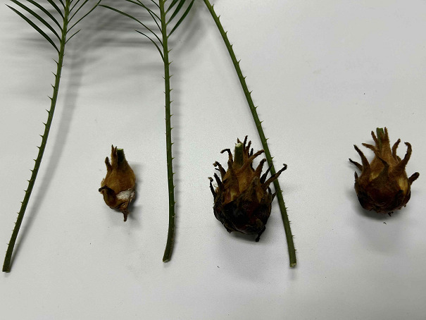 ソテツ」を株分けした後の管理について～植物を増やす方法～ | 緑の日記