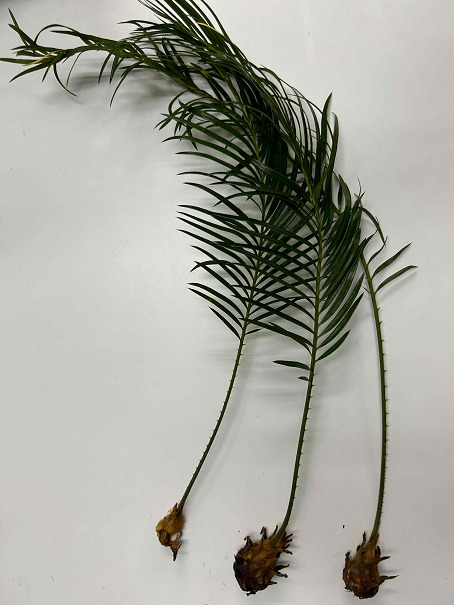 ソテツ」を株分けした後の管理について～植物を増やす方法～ | 緑の日記
