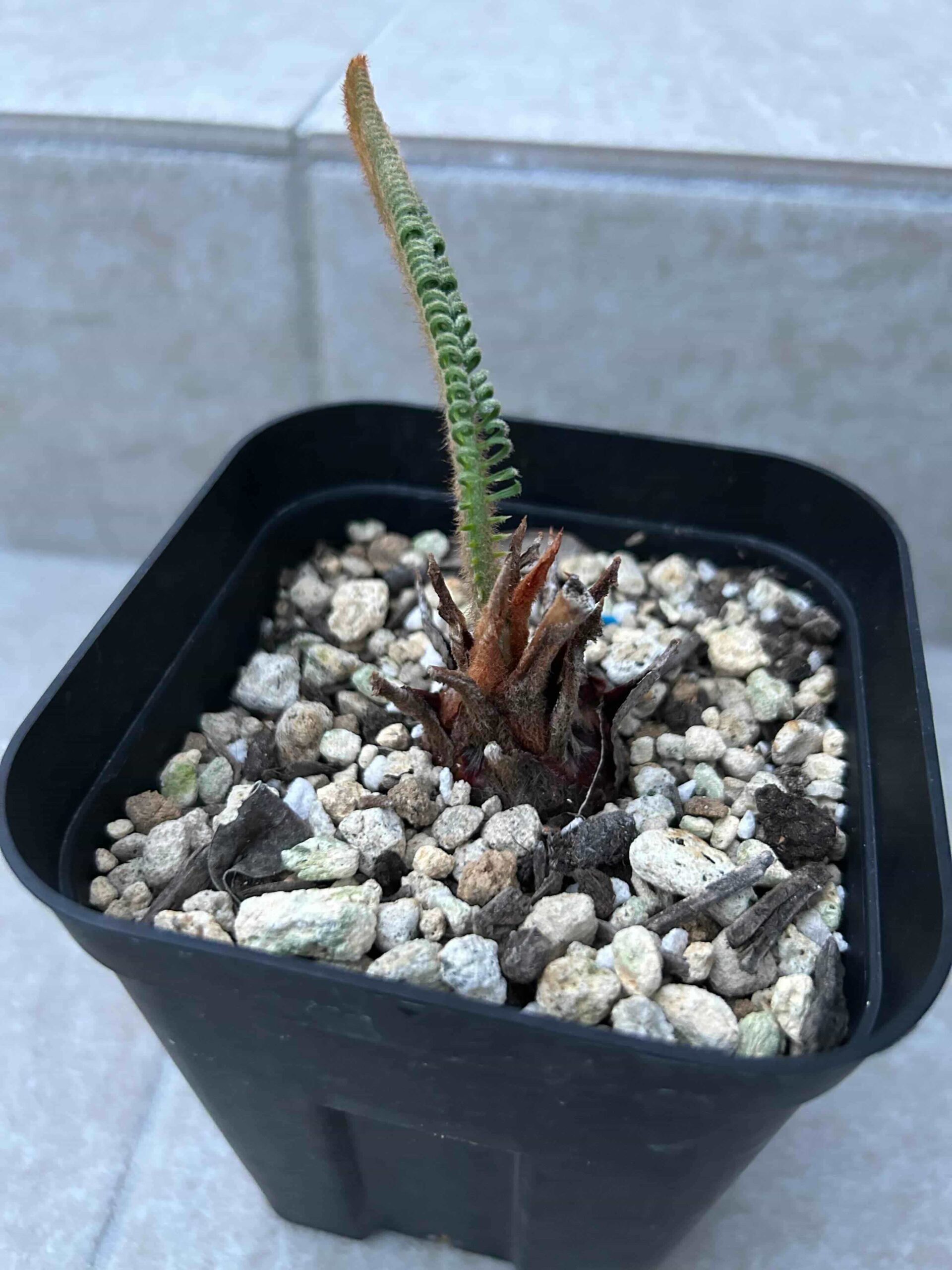 ソテツ　胴切り　発根管理株 ソテツ 胴切り 発根管理株