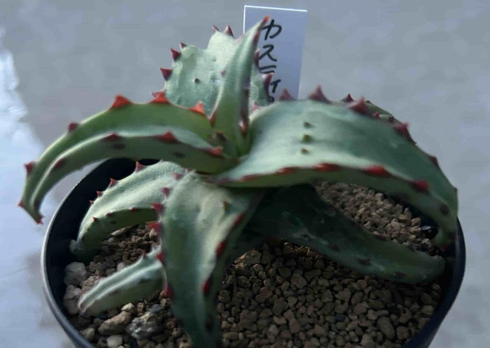多肉植物 十兵衛×カスティロニアエ(根付き苗です) 多肉植物 十兵衛×カスティロニアエ(根付き苗です) その他多肉植物
