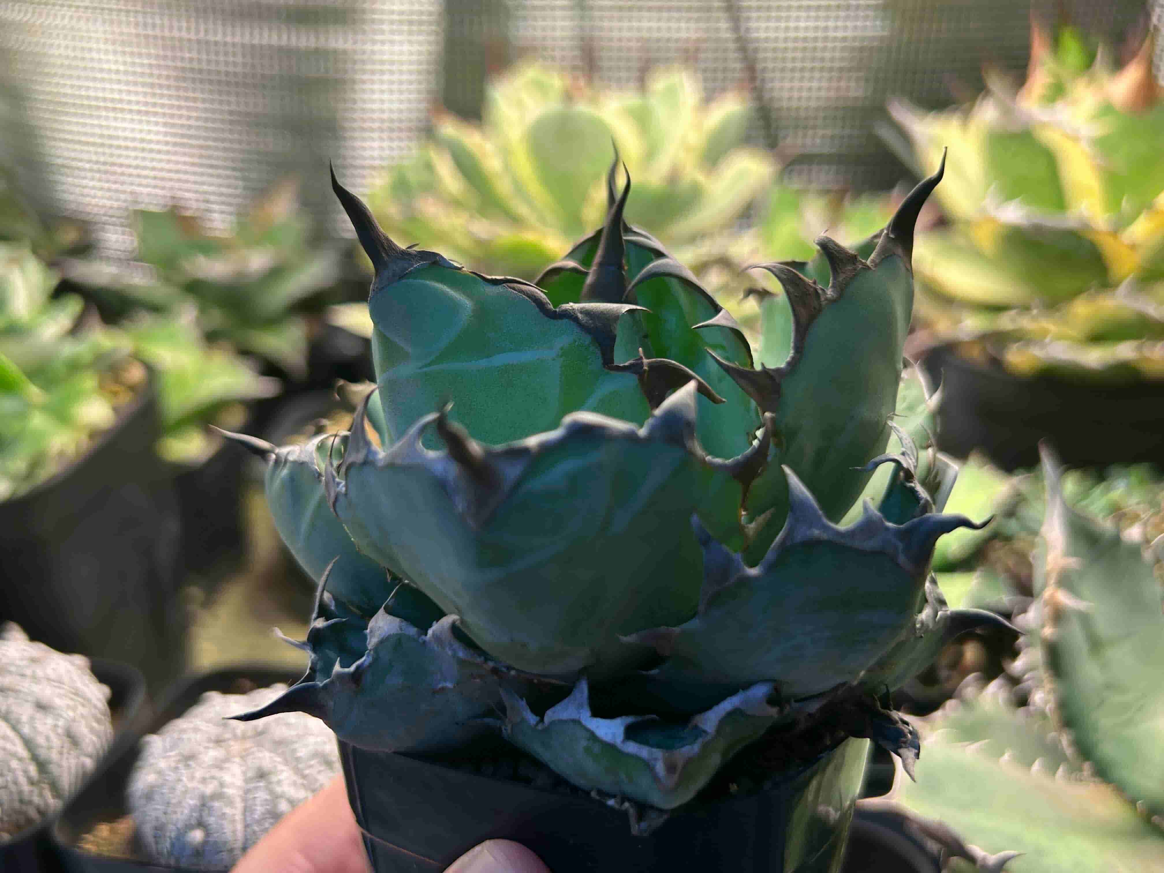 アガベ チタノタ 008【上澳園芸】アガベ チタノタ BB ブラックアンド 