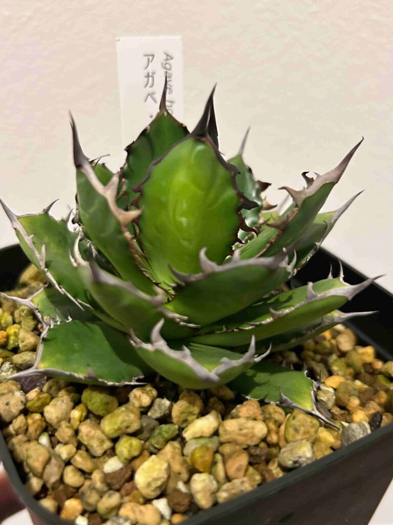 アガベ「ホリダ」（Agave horrida）の成長記録＆育て方（更新中） | 緑