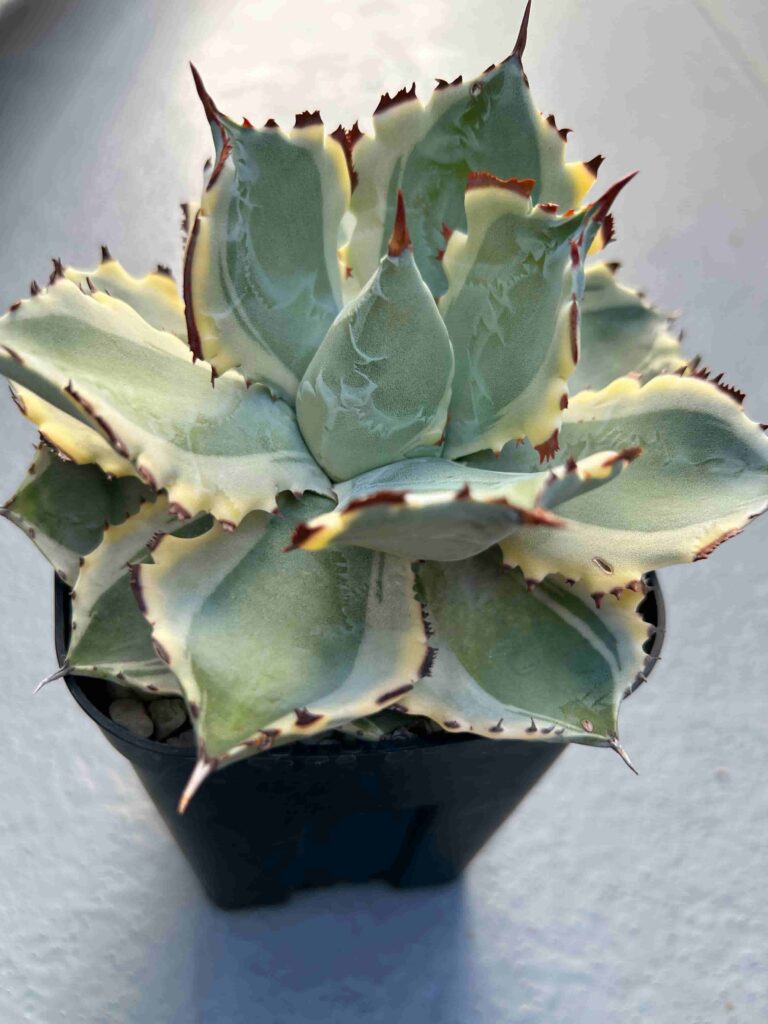 アガベ・イシスメンシス「カブトガニ錦」（王妃兜蟹錦）成長記録＆育て  