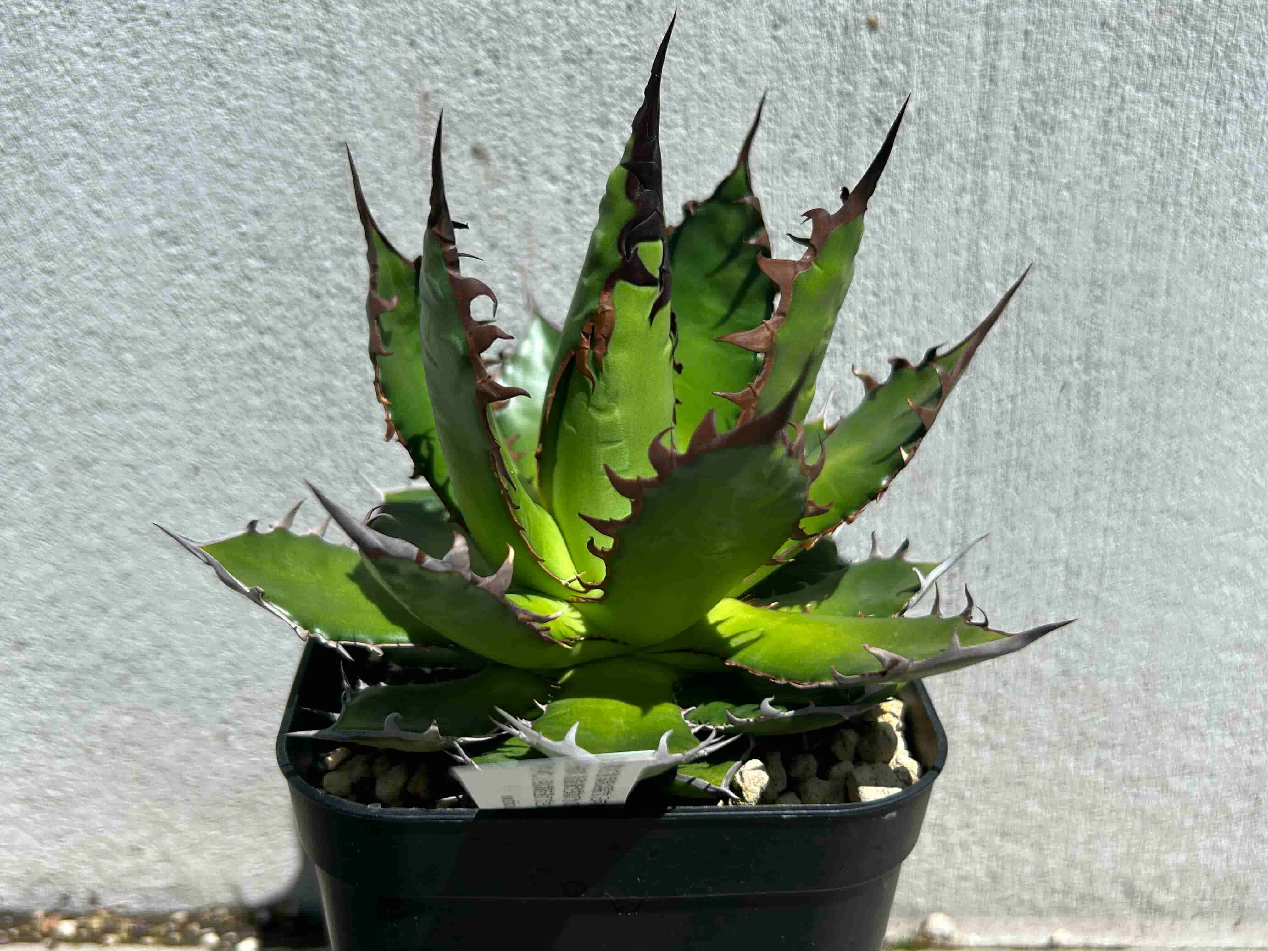 hp 55 アガベ ホリダ 特選個体 w約30センチ hp 42 アガベ ホリダ 特選個体 w約30センチ