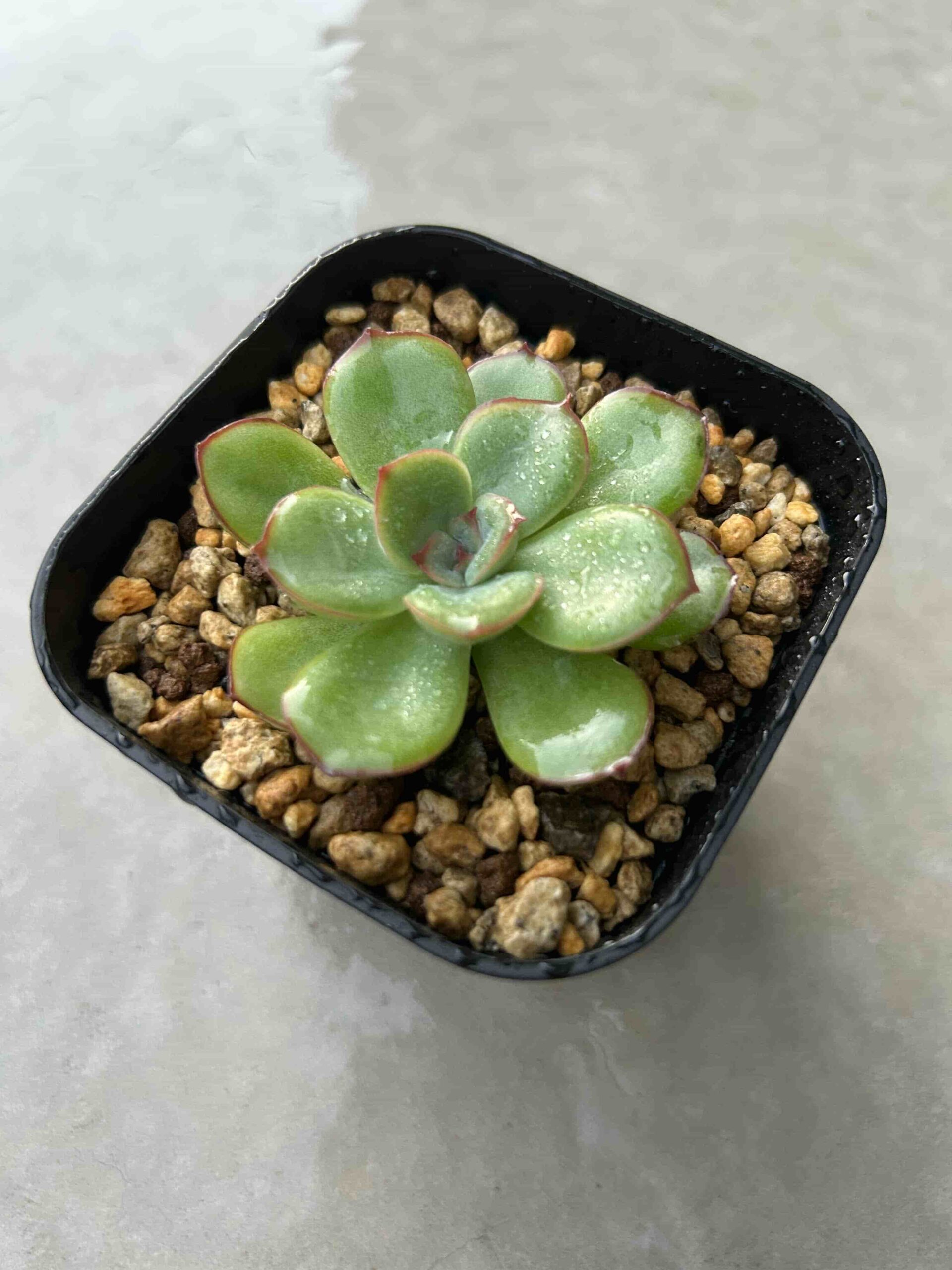 ダイソーの多肉植物「ヘラクレス」（七福神）の成長記録＆育て方～100 