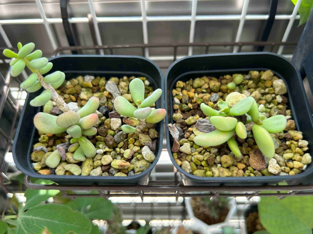 ケラリアピグマエア 雌株 トップ 