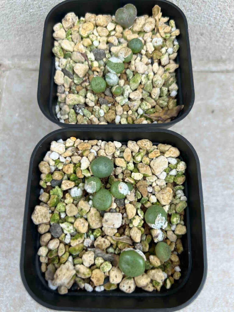 コノフィツム（Conophytum）をたねから育ててみます～実生編～（継続 