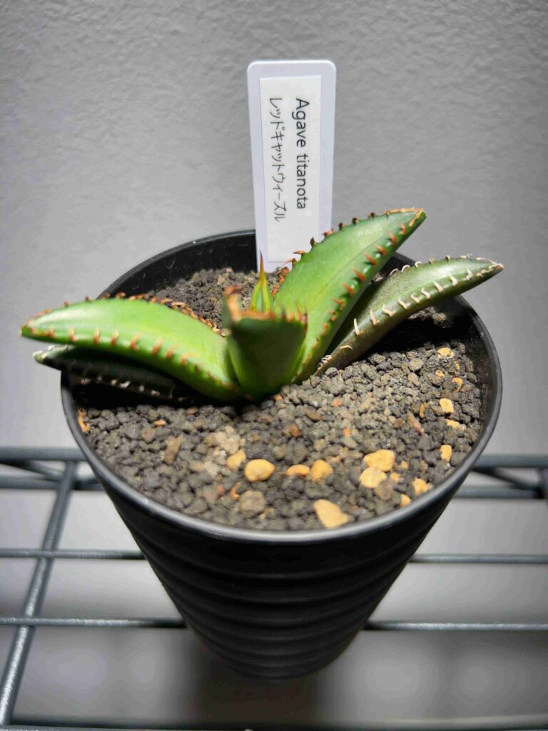 アガベ：チタノタ・レッドキャットウィーズルの育て方・成長記録（継続  