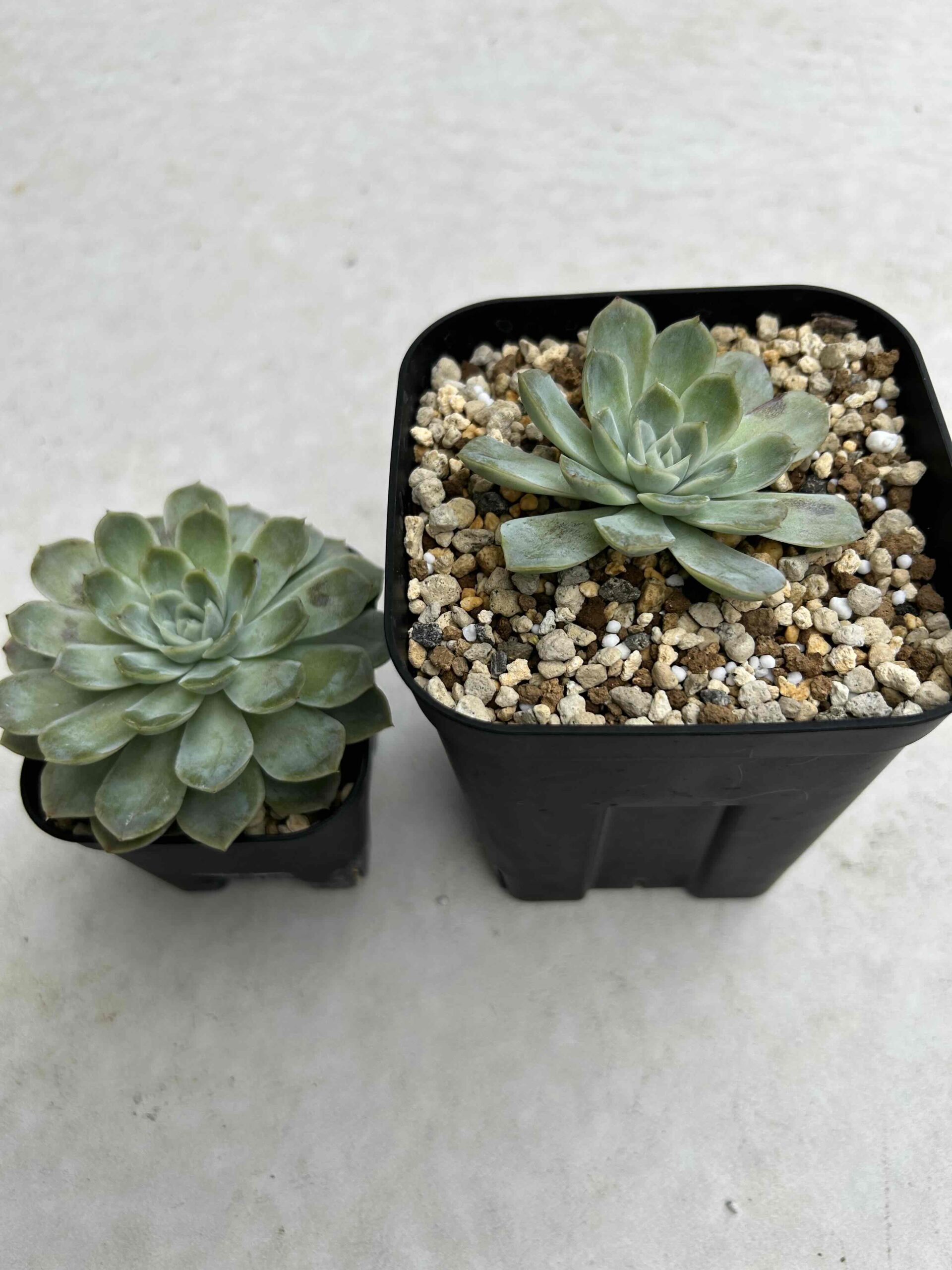多肉植物（エケベリア）は鉢の大きさで、成長にどれほど差が出るのか