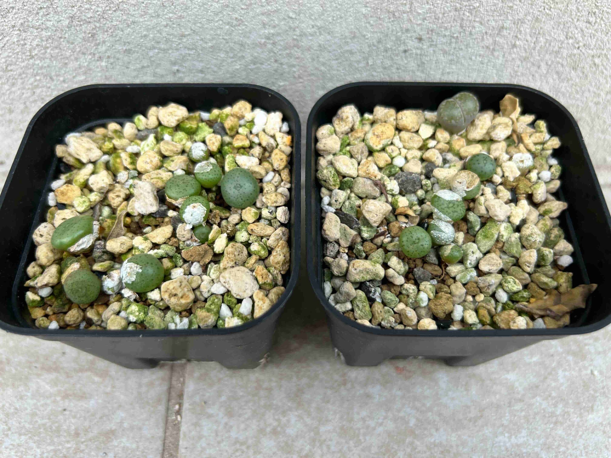 コノフィツム（Conophytum）をたねから育ててみます～実生編～（継続更新中） – 緑の日記