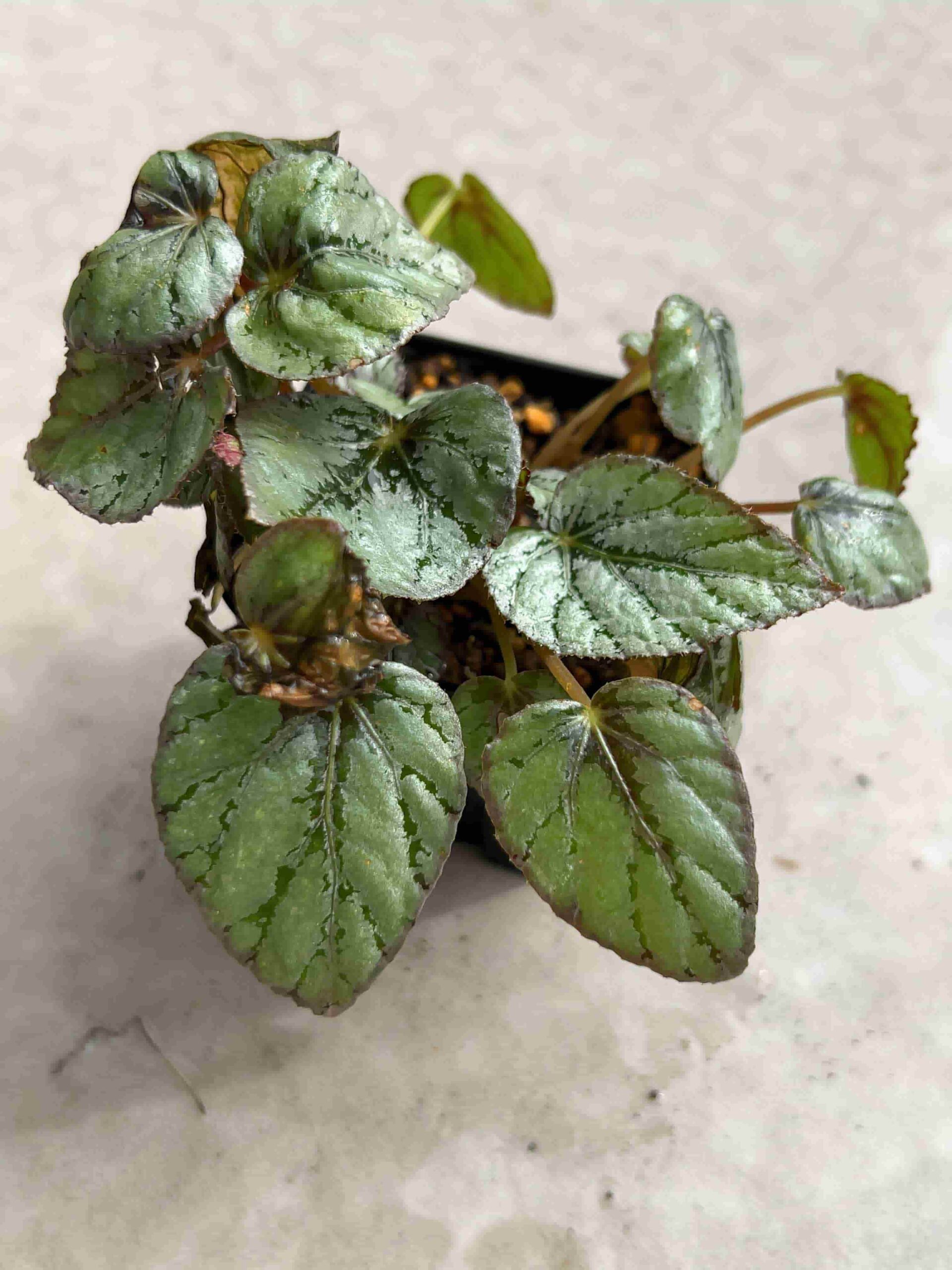 １本¥30 買い合わせおまとめ買い限定 レックスベゴニア 1本¥30 買い合わせおまとめ買い限定 レックスベゴニア