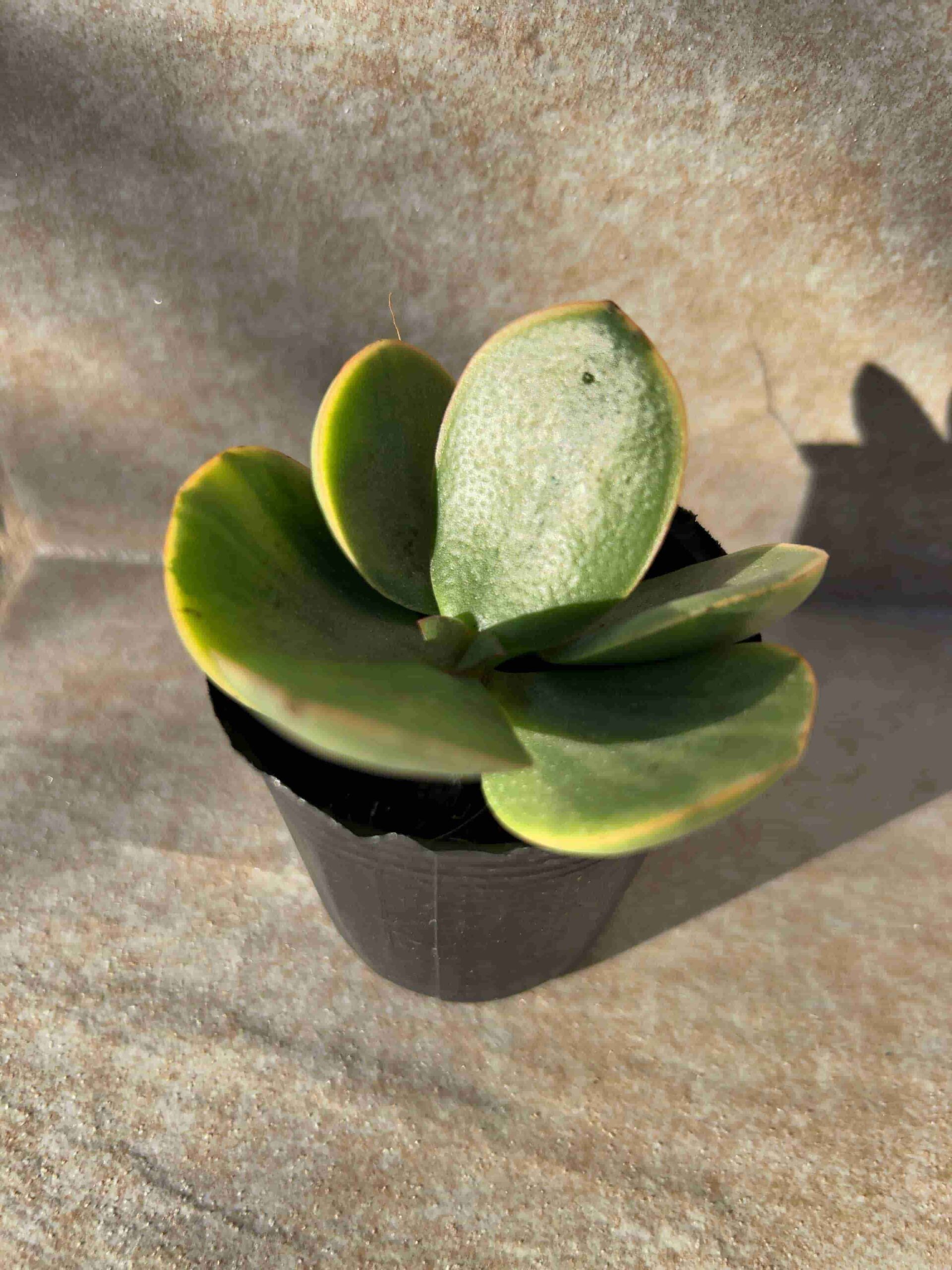 金のなる木（2023.11.19）-