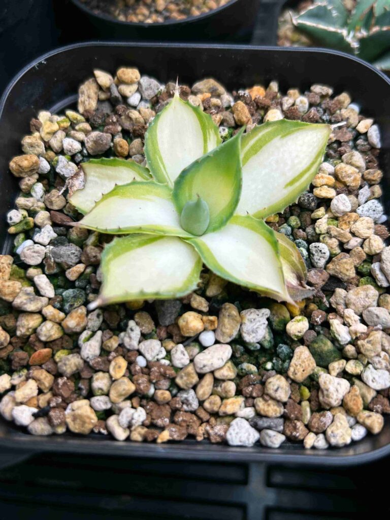 アガベ ラムランナー 子株 アガベ ラムランナー 子株3つ付き