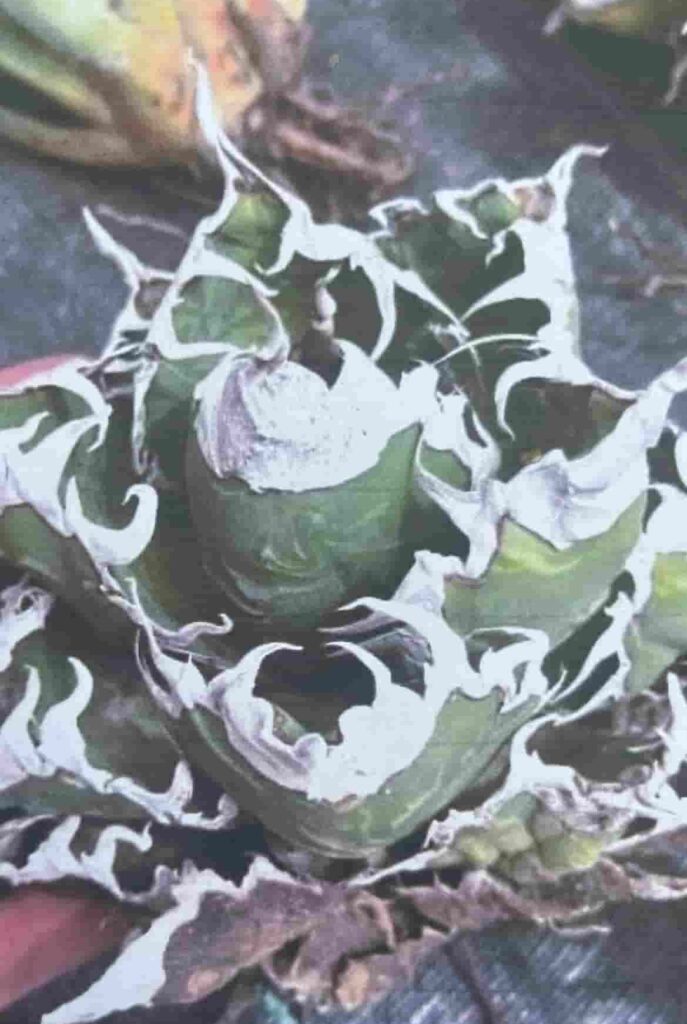 アガベ：イタリアメリクロン株の育て方・成長記録～チタノタ（オテロイ 