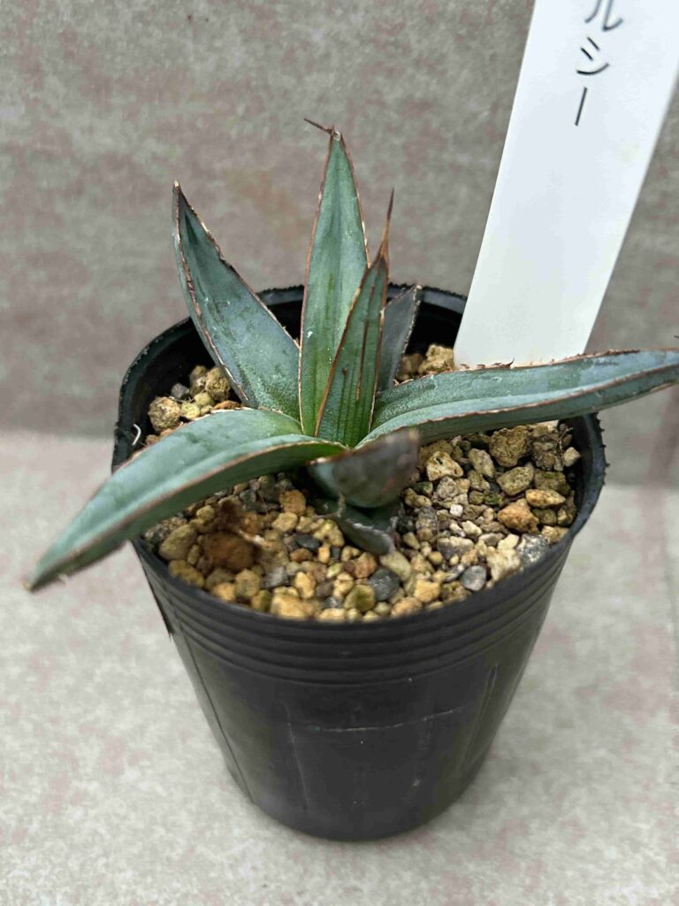 King・of・Agave」：アガベ・笹吹雪（ニッケルシー）の育て方・成長  