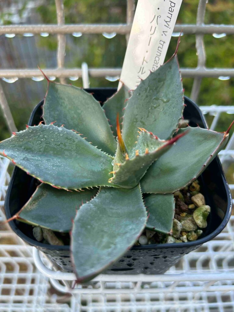 アガベ パリー トランカータ ジャックポット （アガベ「パリー・パリー  