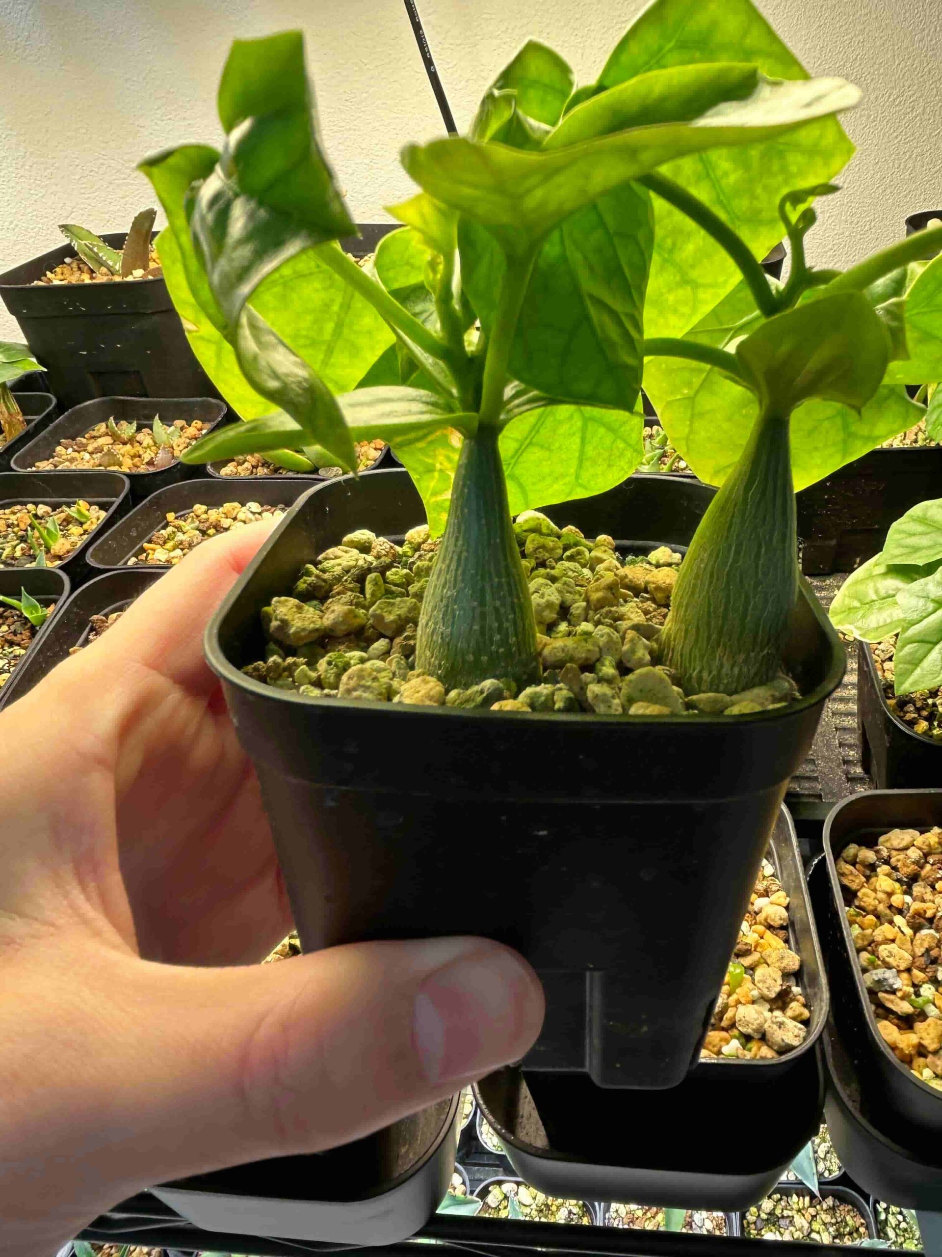 落葉中セール　【塊根植物】ゲラルダンサス マクロリザス　「眠り布袋」 ゲラルダンサス ：マクロリザス（眠り布袋）2.5号鉢植え の通販