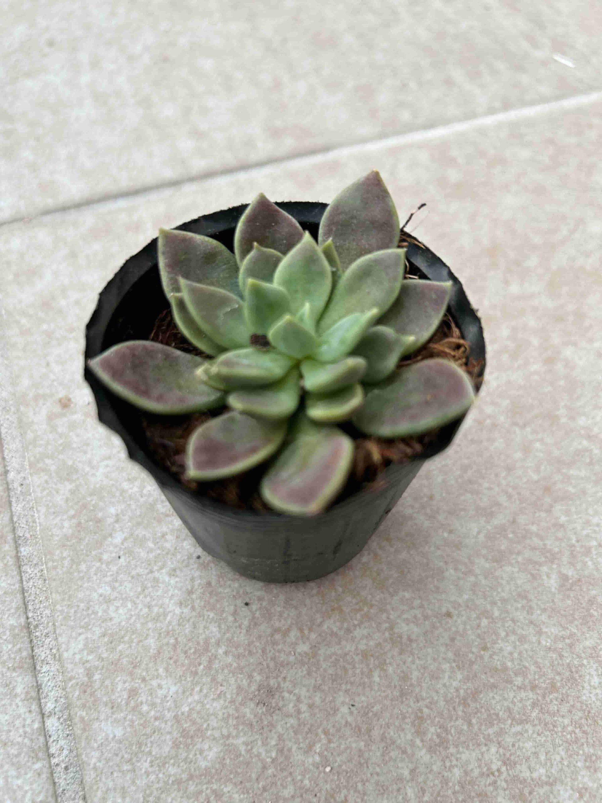 紅葉する多肉植物「シノクラッスラ」の成長記録＆育て方～100円