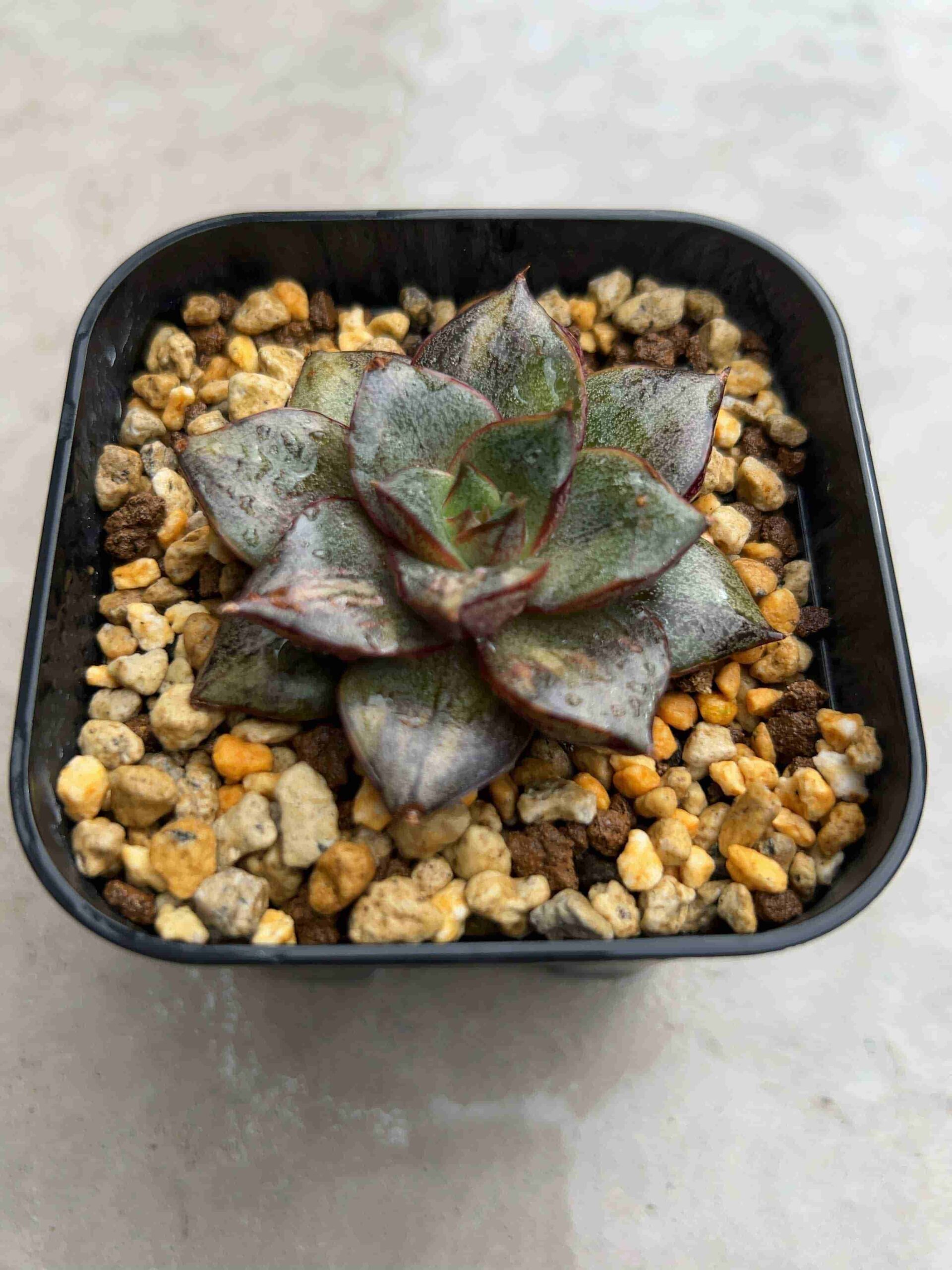 ヤマトニシキ（大和錦）の成長記録＆育て方～100円ショップ編～（完