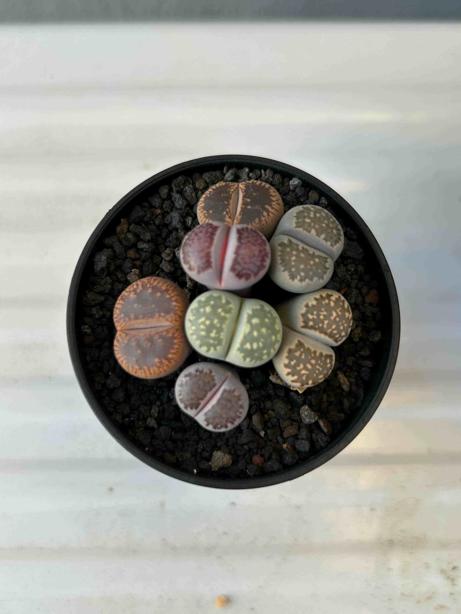 リトープス」（Lithops）の成長記録＆育て方～冬型の多肉植物～（更新