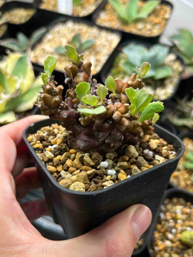 冬型塊根植物「オトンナ・ヘレー」（蛮鬼塔）の成長記録＆育て方
