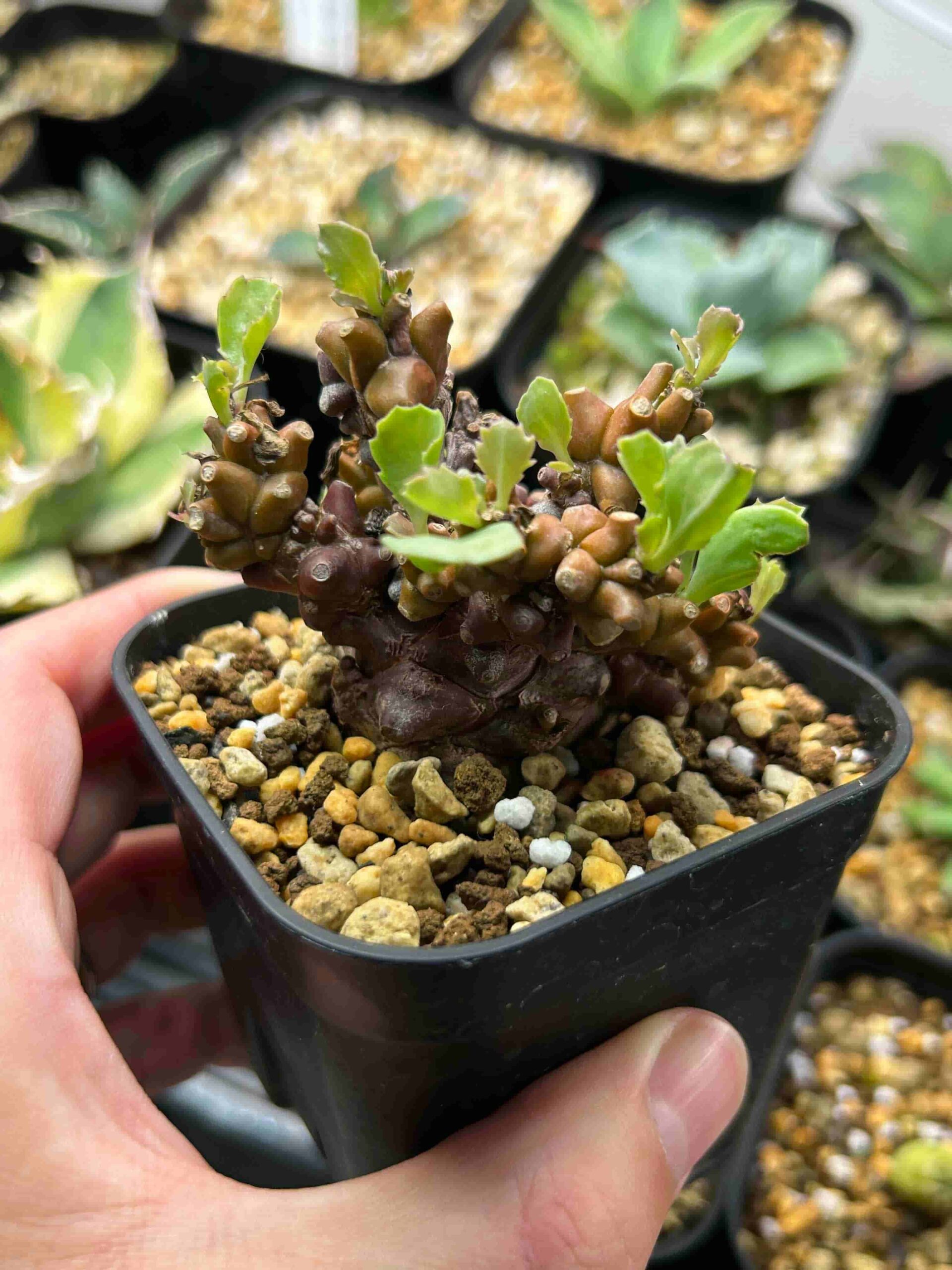 冬型塊根植物「オトンナ・ヘレー」（蛮鬼塔）の成長記録＆育て方※更新 