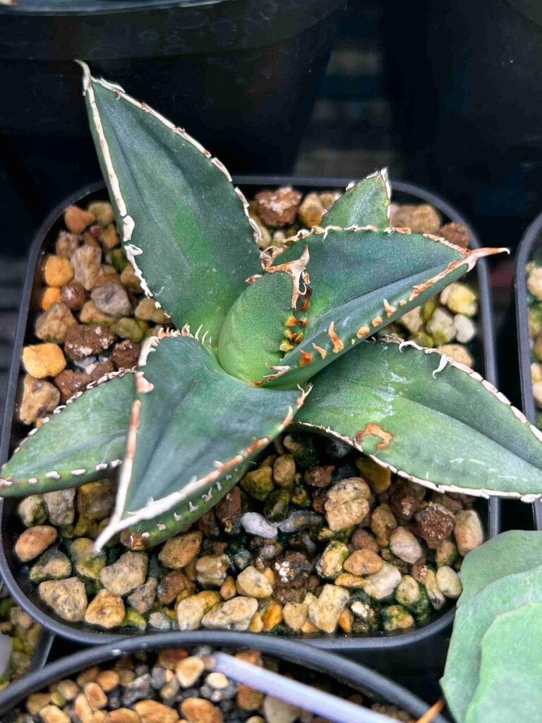 チタノタ（覇王竜）（2024.1.  