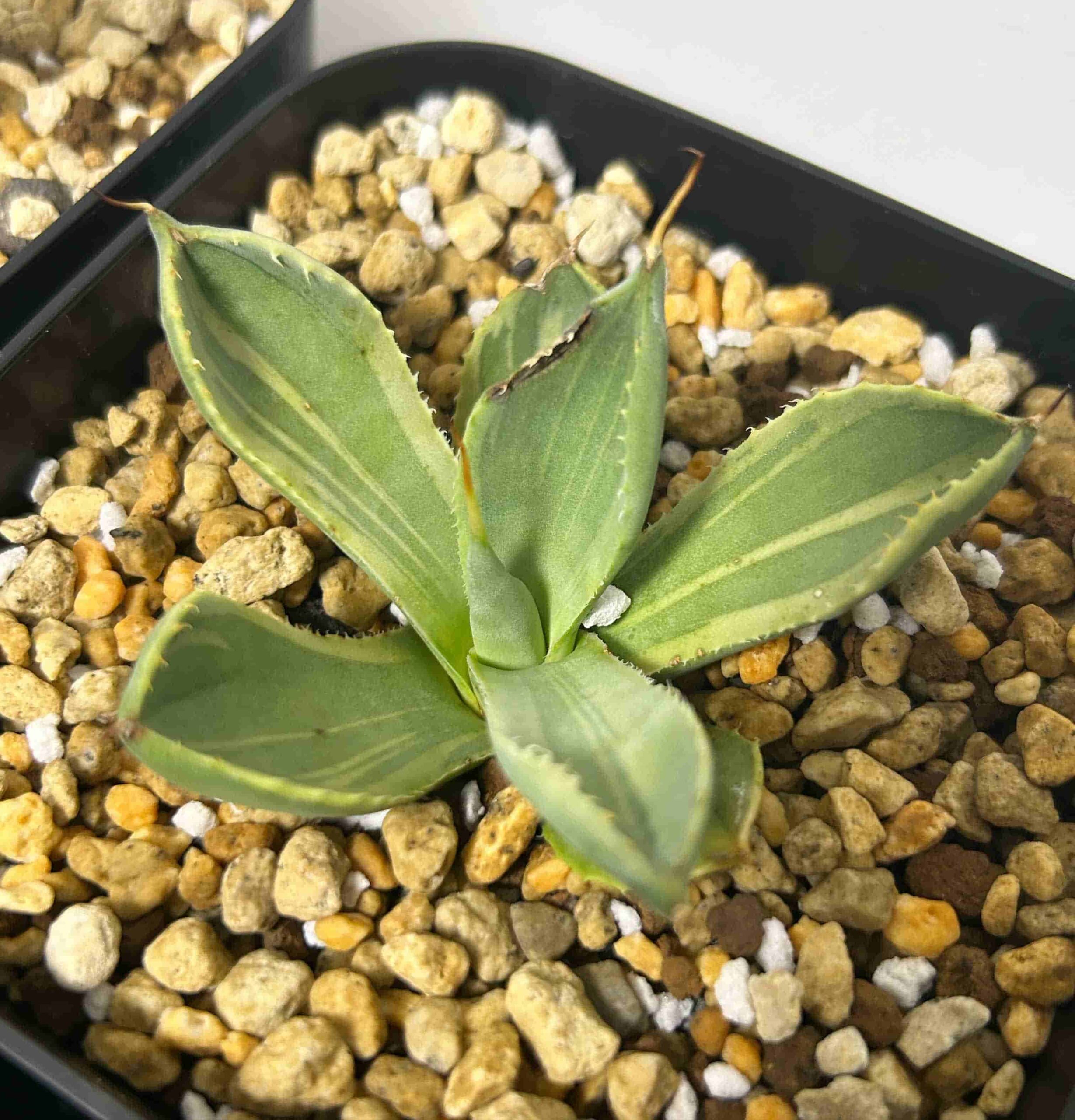 A28 多肉植物アガベ パリー トランカータ ライムストリーク　アイス発根済み