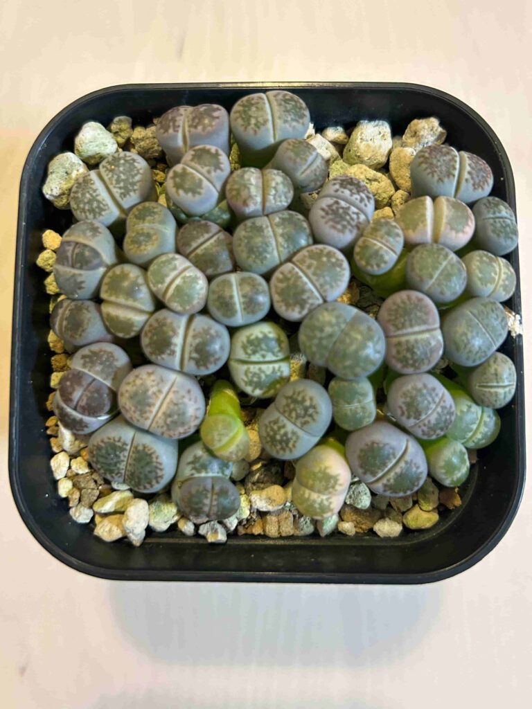 リトープスをたねから育てている成長記録！～冬型多肉植物・メセン類の 